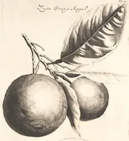 An illustration from The Belgick, or Netherlandish hesperides ?that is, the management, ordering, and use of the limon and orange trees, fitted to the nature and climate of the Netherlands /by S. Commelyn ; made English by G.V.N. (1683)