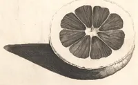 Picture 4 of 8 from The Belgick, or Netherlandish hesperides ?that is, the management, ordering, and use of the limon and orange trees, fitted to the nature and climate of the Netherlands /by S. Commelyn ; made English by G.V.N. (1683), leaf 26