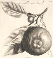 An illustration from The Belgick, or Netherlandish hesperides ?that is, the management, ordering, and use of the limon and orange trees, fitted to the nature and climate of the Netherlands /by S. Commelyn ; made English by G.V.N. (1683)