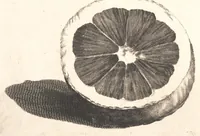 An illustration from The Belgick, or Netherlandish hesperides ?that is, the management, ordering, and use of the limon and orange trees, fitted to the nature and climate of the Netherlands /by S. Commelyn ; made English by G.V.N. (1683)