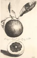 An illustration from The Belgick, or Netherlandish hesperides ?that is, the management, ordering, and use of the limon and orange trees, fitted to the nature and climate of the Netherlands /by S. Commelyn ; made English by G.V.N. (1683)