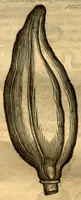 An illustration from Dve libri dell'historia de i semplici, aromati, et altre cose ?che vengono portate dall'Indie Orientali pertinente alla medicina /di don Garzia dall'Horto ... ; con alcune breui annotationi di Carlo Clvsio ; et dve altri libri parimente di qvelle che si portano dall'Indie Occidentali, di Nicolo? Monardes ... ; hora tutti tradotti dalle loro lingue nella nostra Italiana da m. Annibale Briganti ... (1576)