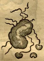 Picture 7 of 9 from Dve libri dell'historia de i semplici, aromati, et altre cose ?che vengono portate dall'Indie Orientali pertinente alla medicina /di don Garzia dall'Horto ... ; con alcune breui annotationi di Carlo Clvsio ; et dve altri libri parimente di qvelle che si portano dall'Indie Occidentali, di Nicolo? Monardes ... ; hora tutti tradotti dalle loro lingue nella nostra Italiana da m. Annibale Briganti ... (1576), leaf 182
