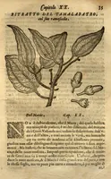 Picture 3 of 9 from Dve libri dell'historia de i semplici, aromati, et altre cose ?che vengono portate dall'Indie Orientali pertinente alla medicina /di don Garzia dall'Horto ... ; con alcune breui annotationi di Carlo Clvsio ; et dve altri libri parimente di qvelle che si portano dall'Indie Occidentali, di Nicolo? Monardes ... ; hora tutti tradotti dalle loro lingue nella nostra Italiana da m. Annibale Briganti ... (1576), leaf 84