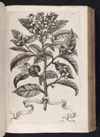 An illustration from Hesperides, sive, De malorvm avreorvm cvltvra et vsv libri quatuor (1646)