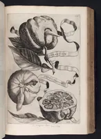 An illustration from Hesperides, sive, De malorvm avreorvm cvltvra et vsv libri quatuor (1646)
