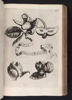 An illustration from Hesperides, sive, De malorvm avreorvm cvltvra et vsv libri quatuor (1646)