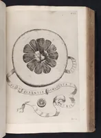 An illustration from Hesperides, sive, De malorvm avreorvm cvltvra et vsv libri quatuor (1646)