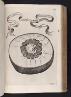An illustration from Hesperides, sive, De malorvm avreorvm cvltvra et vsv libri quatuor (1646)