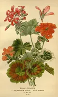 An illustration from Favourite flowers of garden and greenhouse /by Edward Step ... ; the cultural directions edited by William Watson ... ; illustrated with three hundred and sixteen coloured plates, selected and arranged by D. Bois. (1896)