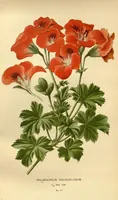 An illustration from Favourite flowers of garden and greenhouse /by Edward Step ... ; the cultural directions edited by William Watson ... ; illustrated with three hundred and sixteen coloured plates, selected and arranged by D. Bois. (1896)