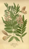 An illustration from Favourite flowers of garden and greenhouse /by Edward Step ... ; the cultural directions edited by William Watson ... ; illustrated with three hundred and sixteen coloured plates, selected and arranged by D. Bois. (1896)