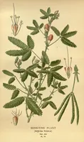 An illustration from Favourite flowers of garden and greenhouse /by Edward Step ... ; the cultural directions edited by William Watson ... ; illustrated with three hundred and sixteen coloured plates, selected and arranged by D. Bois. (1896)