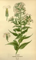 An illustration from Favourite flowers of garden and greenhouse /by Edward Step ... ; the cultural directions edited by William Watson ... ; illustrated with three hundred and sixteen coloured plates, selected and arranged by D. Bois. (1896)