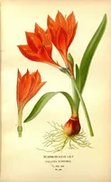 An illustration from Favourite flowers of garden and greenhouse /by Edward Step ... ; the cultural directions edited by William Watson ... ; illustrated with three hundred and sixteen coloured plates, selected and arranged by D. Bois. (1896)