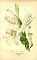 An illustration from Favourite flowers of garden and greenhouse /by Edward Step ... ; the cultural directions edited by William Watson ... ; illustrated with three hundred and sixteen coloured plates, selected and arranged by D. Bois. (1896)