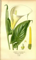 An illustration from Favourite flowers of garden and greenhouse /by Edward Step ... ; the cultural directions edited by William Watson ... ; illustrated with three hundred and sixteen coloured plates, selected and arranged by D. Bois. (1896)