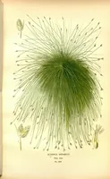 An illustration from Favourite flowers of garden and greenhouse /by Edward Step ... ; the cultural directions edited by William Watson ... ; illustrated with three hundred and sixteen coloured plates, selected and arranged by D. Bois. (1896)