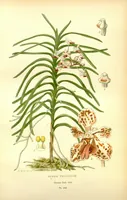 An illustration from Favourite flowers of garden and greenhouse /by Edward Step ... ; the cultural directions edited by William Watson ... ; illustrated with three hundred and sixteen coloured plates, selected and arranged by D. Bois. (1896)