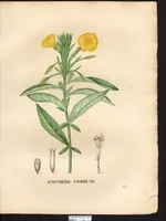 An illustration from La flore et la pomone francaises ?histoire et figure en couleur, des fleurs et des fruits de France ou naturalises sur le sol francais /par m. Jaume Saint?Hilaire ... (1828)