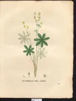 An illustration from La flore et la pomone francaises ?histoire et figure en couleur, des fleurs et des fruits de France ou naturalises sur le sol francais /par m. Jaume Saint?Hilaire ... (1828)