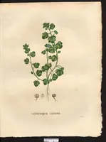 An illustration from La flore et la pomone francaises ?histoire et figure en couleur, des fleurs et des fruits de France ou naturalises sur le sol francais /par m. Jaume Saint?Hilaire ... (1828)