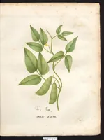 An illustration from La flore et la pomone francaises ?histoire et figure en couleur, des fleurs et des fruits de France ou naturalises sur le sol francais /par m. Jaume Saint?Hilaire ... (1828)