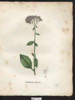 Picture 6 of 6 from La flore et la pomone francaises ?histoire et figure en couleur, des fleurs et des fruits de France ou naturalises sur le sol francais /par m. Jaume Saint?Hilaire ... (1828), leaf 110