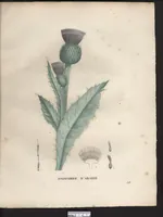 An illustration from La flore et la pomone francaises ?histoire et figure en couleur, des fleurs et des fruits de France ou naturalises sur le sol francais /par m. Jaume Saint?Hilaire ... (1828)