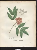 An illustration from La flore et la pomone francaises ?histoire et figure en couleur, des fleurs et des fruits de France ou naturalises sur le sol francais /par m. Jaume Saint?Hilaire ... (1828)