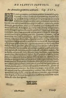 An illustration from De plantis exoticis libri duo /Prosperi Alpini ... ; opus completum, editum studio, ac opera Alpini Alpini ... (1629)
