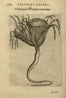 Picture 9 of 24 from De plantis exoticis libri duo /Prosperi Alpini ... ; opus completum, editum studio, ac opera Alpini Alpini ... (1629), leaf 139