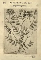 Picture 19 of 24 from De plantis exoticis libri duo /Prosperi Alpini ... ; opus completum, editum studio, ac opera Alpini Alpini ... (1629), leaf 329