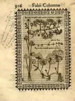 Picture 2 of 16 from Fabii Columnae Lyncei Minus cognitarum rariorumque nostro coelo orientium stirpium ekphrasis ?qua non paucae ab antiquioribus Theophrasto, Dioscoride, Plinio, Galeno aliisq. descriptae, praeter illas etiam in Phytobasano editas disquiruntur ac declarantur. Item de aquatilibus aliisque nonnullis animalibus libellus ... Omnia fideliter ad vivum delineata, atque aeneis?typis expressa cum indice in calce voluminis locupletissimo. (1616), leaf 326