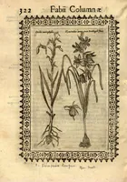 Picture 3 of 16 from Fabii Columnae Lyncei Minus cognitarum rariorumque nostro coelo orientium stirpium ekphrasis ?qua non paucae ab antiquioribus Theophrasto, Dioscoride, Plinio, Galeno aliisq. descriptae, praeter illas etiam in Phytobasano editas disquiruntur ac declarantur. Item de aquatilibus aliisque nonnullis animalibus libellus ... Omnia fideliter ad vivum delineata, atque aeneis?typis expressa cum indice in calce voluminis locupletissimo. (1616), leaf 332