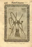 Picture 4 of 16 from Fabii Columnae Lyncei Minus cognitarum rariorumque nostro coelo orientium stirpium ekphrasis ?qua non paucae ab antiquioribus Theophrasto, Dioscoride, Plinio, Galeno aliisq. descriptae, praeter illas etiam in Phytobasano editas disquiruntur ac declarantur. Item de aquatilibus aliisque nonnullis animalibus libellus ... Omnia fideliter ad vivum delineata, atque aeneis?typis expressa cum indice in calce voluminis locupletissimo. (1616), leaf 336
