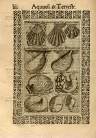 An illustration from Fabii Columnae Lyncei Minus cognitarum rariorumque nostro coelo orientium stirpium ekphrasis ?qua non paucae ab antiquioribus Theophrasto, Dioscoride, Plinio, Galeno aliisq. descriptae, praeter illas etiam in Phytobasano editas disquiruntur ac declarantur. Item de aquatilibus aliisque nonnullis animalibus libellus ... Omnia fideliter ad vivum delineata, atque aeneis?typis expressa cum indice in calce voluminis locupletissimo. (1616)