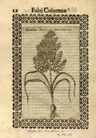 Picture 9 of 16 from Fabii Columnae Lyncei Minus cognitarum rariorumque nostro coelo orientium stirpium ekphrasis ?qua non paucae ab antiquioribus Theophrasto, Dioscoride, Plinio, Galeno aliisq. descriptae, praeter illas etiam in Phytobasano editas disquiruntur ac declarantur. Item de aquatilibus aliisque nonnullis animalibus libellus ... Omnia fideliter ad vivum delineata, atque aeneis?typis expressa cum indice in calce voluminis locupletissimo. (1616), leaf 454