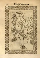 Picture 10 of 16 from Fabii Columnae Lyncei Minus cognitarum rariorumque nostro coelo orientium stirpium ekphrasis ?qua non paucae ab antiquioribus Theophrasto, Dioscoride, Plinio, Galeno aliisq. descriptae, praeter illas etiam in Phytobasano editas disquiruntur ac declarantur. Item de aquatilibus aliisque nonnullis animalibus libellus ... Omnia fideliter ad vivum delineata, atque aeneis?typis expressa cum indice in calce voluminis locupletissimo. (1616), leaf 462