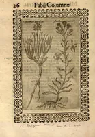 An illustration from Fabii Columnae Lyncei Minus cognitarum rariorumque nostro coelo orientium stirpium ekphrasis ?qua non paucae ab antiquioribus Theophrasto, Dioscoride, Plinio, Galeno aliisq. descriptae, praeter illas etiam in Phytobasano editas disquiruntur ac declarantur. Item de aquatilibus aliisque nonnullis animalibus libellus ... Omnia fideliter ad vivum delineata, atque aeneis?typis expressa cum indice in calce voluminis locupletissimo. (1616)
