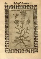 Picture 12 of 16 from Fabii Columnae Lyncei Minus cognitarum rariorumque nostro coelo orientium stirpium ekphrasis ?qua non paucae ab antiquioribus Theophrasto, Dioscoride, Plinio, Galeno aliisq. descriptae, praeter illas etiam in Phytobasano editas disquiruntur ac declarantur. Item de aquatilibus aliisque nonnullis animalibus libellus ... Omnia fideliter ad vivum delineata, atque aeneis?typis expressa cum indice in calce voluminis locupletissimo. (1616), leaf 502