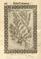 Picture 14 of 16 from Fabii Columnae Lyncei Minus cognitarum rariorumque nostro coelo orientium stirpium ekphrasis ?qua non paucae ab antiquioribus Theophrasto, Dioscoride, Plinio, Galeno aliisq. descriptae, praeter illas etiam in Phytobasano editas disquiruntur ac declarantur. Item de aquatilibus aliisque nonnullis animalibus libellus ... Omnia fideliter ad vivum delineata, atque aeneis?typis expressa cum indice in calce voluminis locupletissimo. (1616), leaf 518
