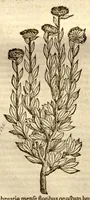 Picture 3 of 32 from Caroli Clusi Atrebatis, Impp. Caess. Augg., Maximiliani II, Rudolphi II, aulae quondam familiaris, Rariorum plantarum historia ?quae accesserint, proxima pagina docebit. (1601), leaf 102