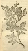 Picture 4 of 32 from Caroli Clusi Atrebatis, Impp. Caess. Augg., Maximiliani II, Rudolphi II, aulae quondam familiaris, Rariorum plantarum historia ?quae accesserint, proxima pagina docebit. (1601), leaf 127