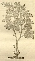 An illustration from Caroli Clusi Atrebatis, Impp. Caess. Augg., Maximiliani II, Rudolphi II, aulae quondam familiaris, Rariorum plantarum historia ?quae accesserint, proxima pagina docebit. (1601)