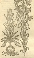 An illustration from Caroli Clusi Atrebatis, Impp. Caess. Augg., Maximiliani II, Rudolphi II, aulae quondam familiaris, Rariorum plantarum historia ?quae accesserint, proxima pagina docebit. (1601)