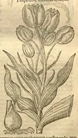 An illustration from Caroli Clusi Atrebatis, Impp. Caess. Augg., Maximiliani II, Rudolphi II, aulae quondam familiaris, Rariorum plantarum historia ?quae accesserint, proxima pagina docebit. (1601)