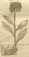 An illustration from Caroli Clusi Atrebatis, Impp. Caess. Augg., Maximiliani II, Rudolphi II, aulae quondam familiaris, Rariorum plantarum historia ?quae accesserint, proxima pagina docebit. (1601)