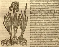 An illustration from Caroli Clusi Atrebatis, Impp. Caess. Augg., Maximiliani II, Rudolphi II, aulae quondam familiaris, Rariorum plantarum historia ?quae accesserint, proxima pagina docebit. (1601)