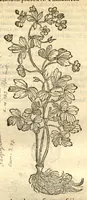 An illustration from Caroli Clusi Atrebatis, Impp. Caess. Augg., Maximiliani II, Rudolphi II, aulae quondam familiaris, Rariorum plantarum historia ?quae accesserint, proxima pagina docebit. (1601)